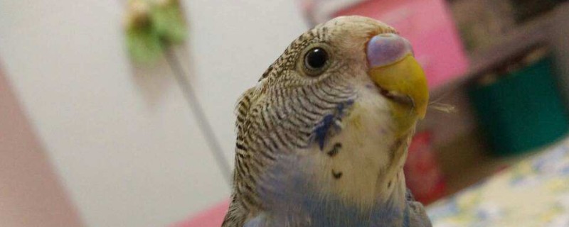 虎皮鹦鹉要洗澡吗
