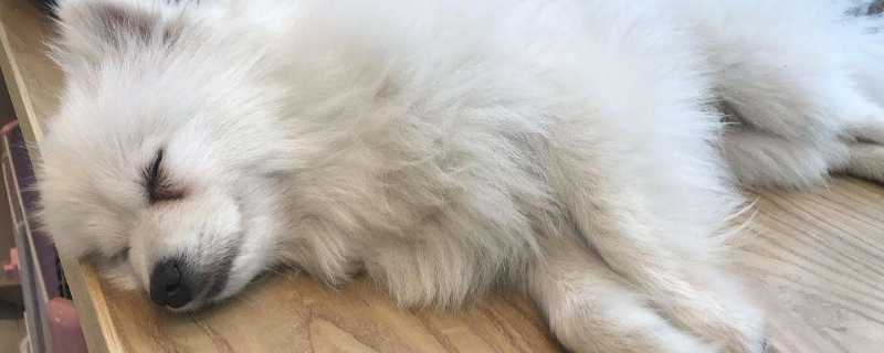 狗伪狂犬病的症状