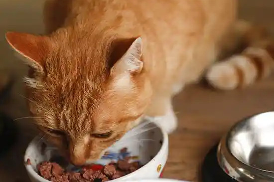 猫咪不喂食可以撑几天