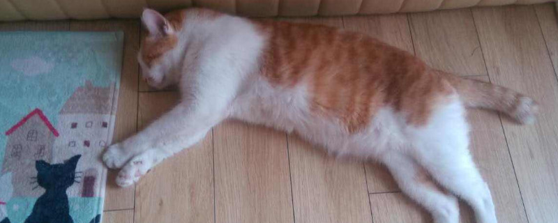 猫心丝虫症状