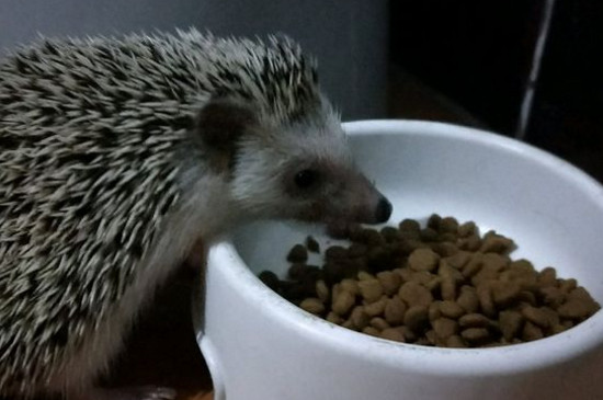 刺猬能活多久