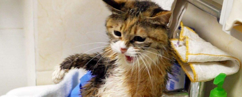 猫能吃芒果吗