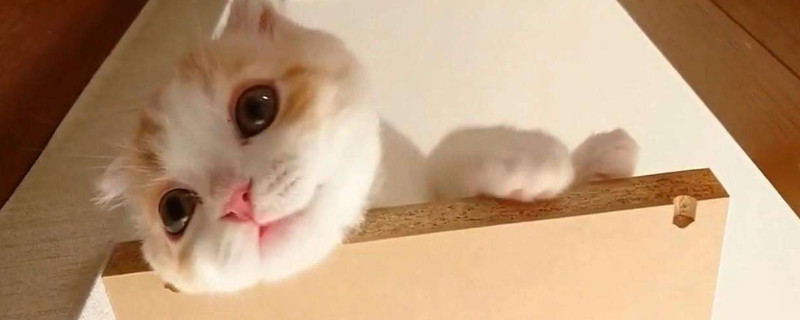 猫要打狂犬疫苗吗