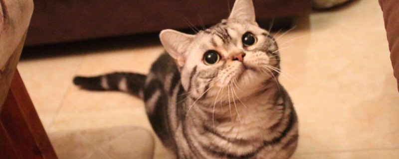 虎斑猫和美短的区别
