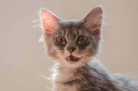 猫咪肾衰竭早期症状