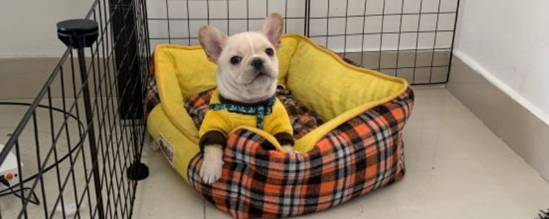斗牛犬换主人好养吗