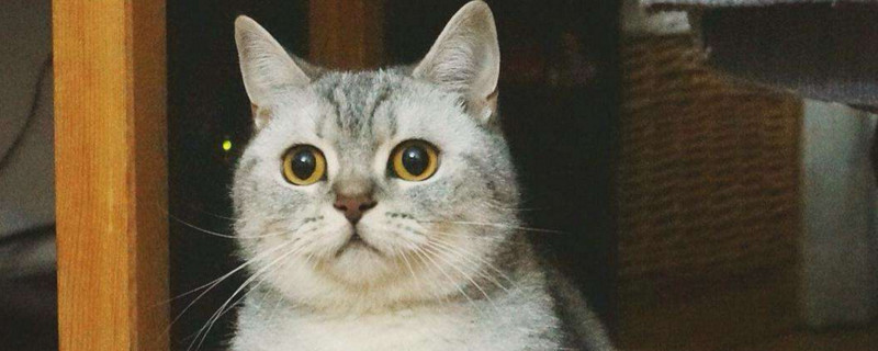 猫肛门腺一定要挤吗