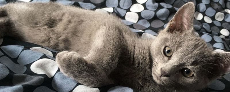 肥波是什么猫
