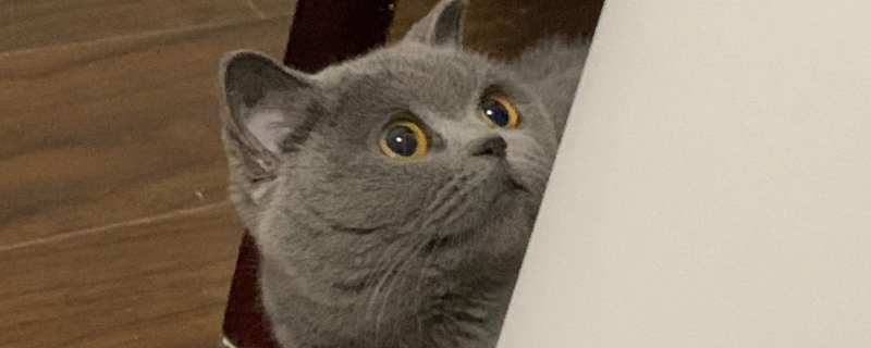 猫尾巴毛孔里都是黑点