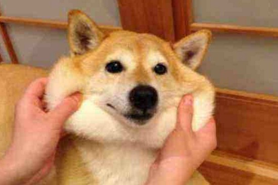 捏柴犬脸它会生气吗，在合理的力度和幅度内柴犬不会生气