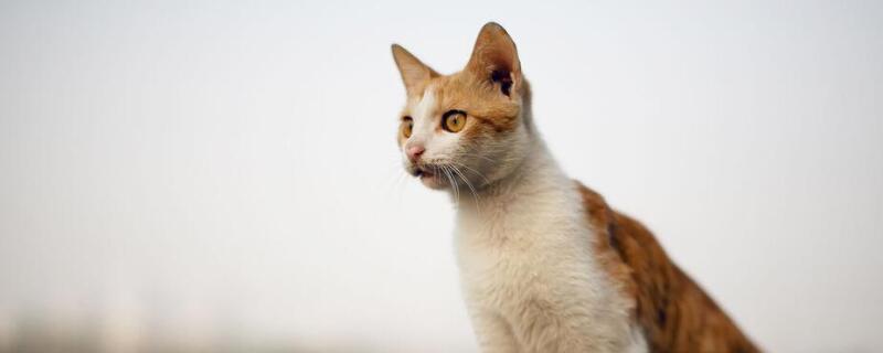 猫口炎症状