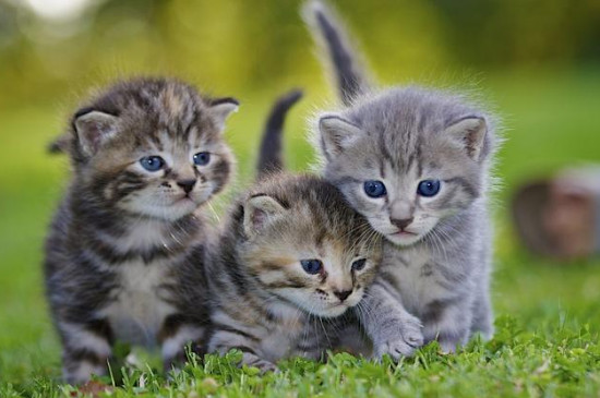 猫不吃猫粮是什么原因