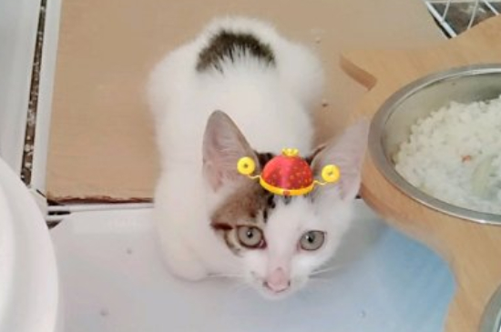 猫抬起一只前脚啥意思