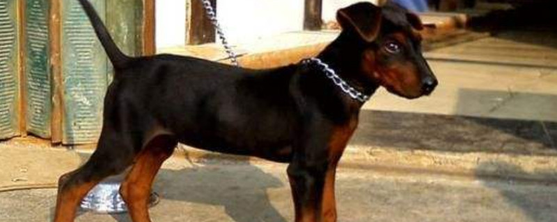 养莱州红犬要注意什么