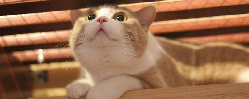 猫咪死了埋葬的禁忌
