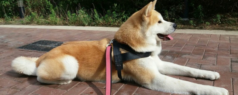 柴犬跟秋田犬的区别