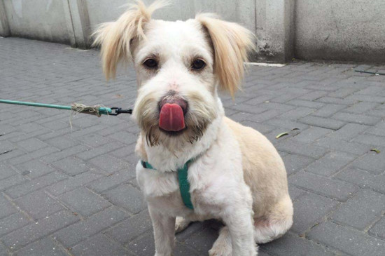 狗狗头摸起来有点烫