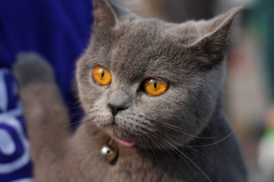 十大适合家养的猫，最适合家养的猫排名