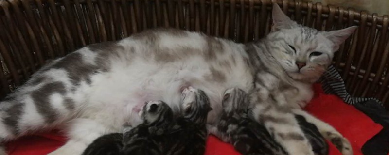 母猫生完一直叫还粘人