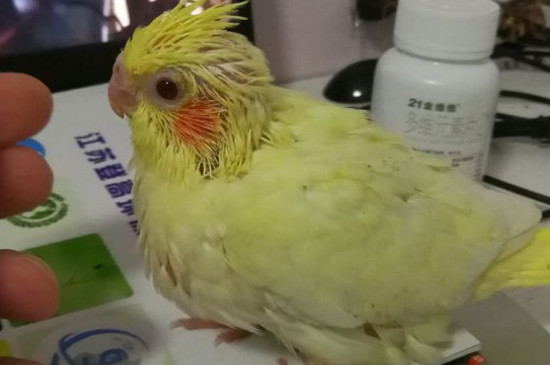 玄凤鹦鹉吃什么长得快
