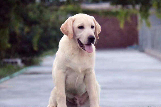 拉布拉多犬什么颜色贵