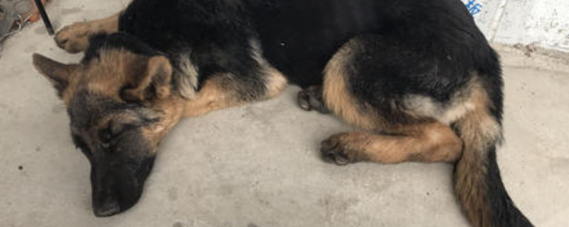 狗狗的正常体温是多少度