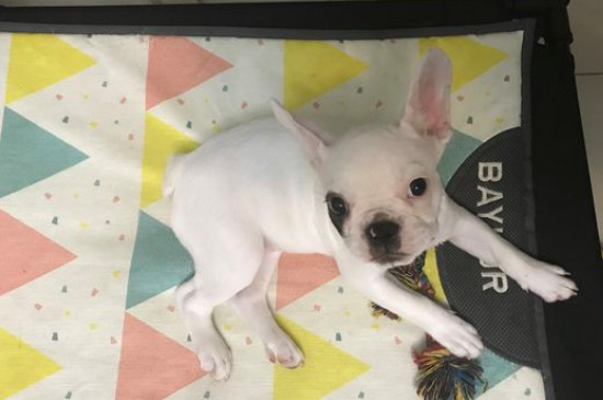斗牛犬换主人好养吗