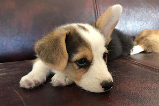 什么狗可爱好看，盘点又萌又漂亮的四大犬种