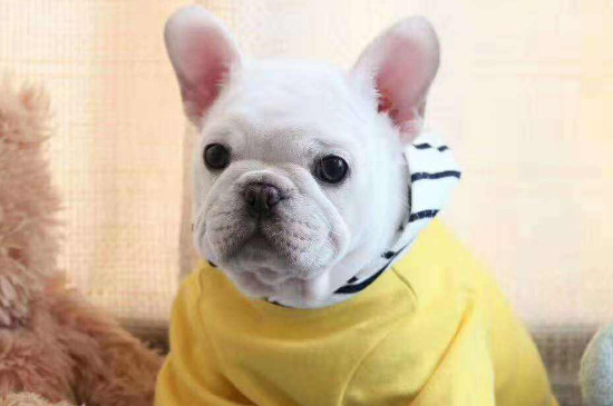 法国斗牛犬的优缺点