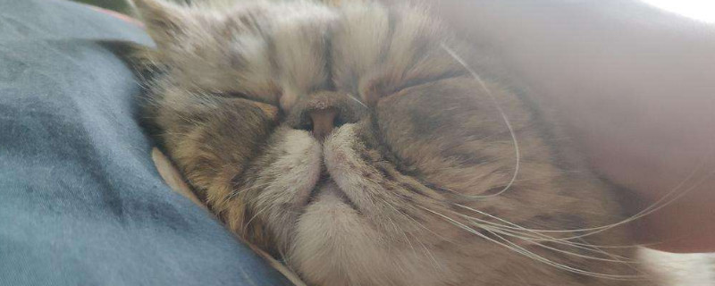 猫对主人的记忆有多久