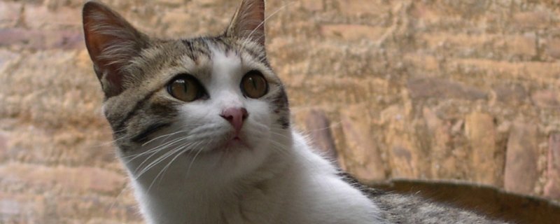 猫可以空运吗