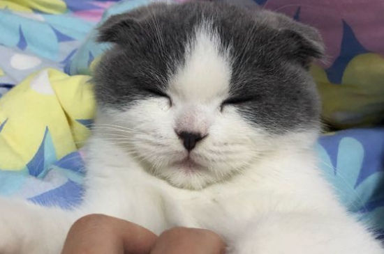 折耳猫生病的早期症状