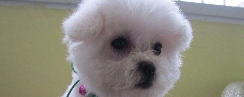 比熊犬的毛怎么打理