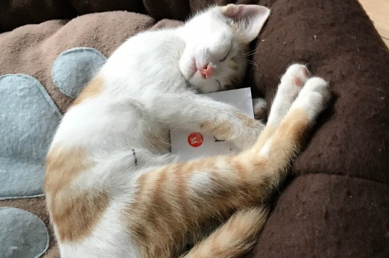 猫咪一天喂几次