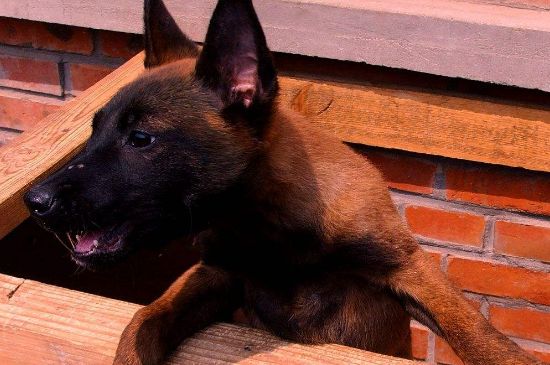 什么样的马犬幼犬才好，血统优良并服从命令才更好