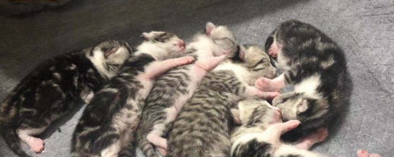 猫胎盘没出来怎么办