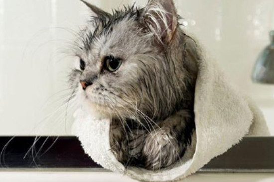 怎么让猫洗澡