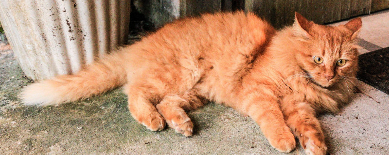 折尾猫有什么缺点