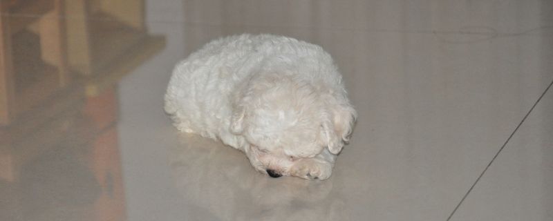 比熊犬吃什么比较好