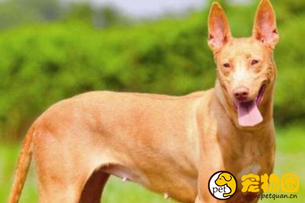 法老猎犬起源历史悠久，最爱小孩子和引起人的注意