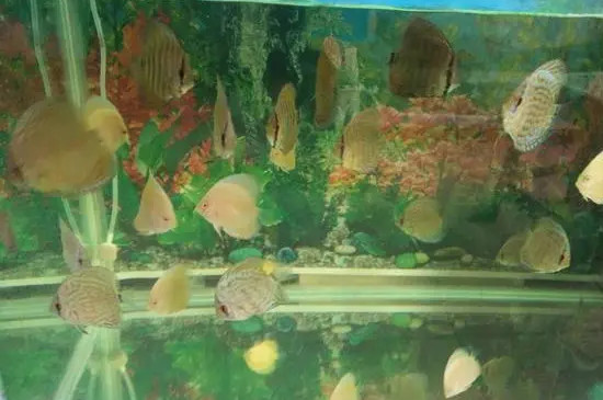七彩为什么不建议养苗子
