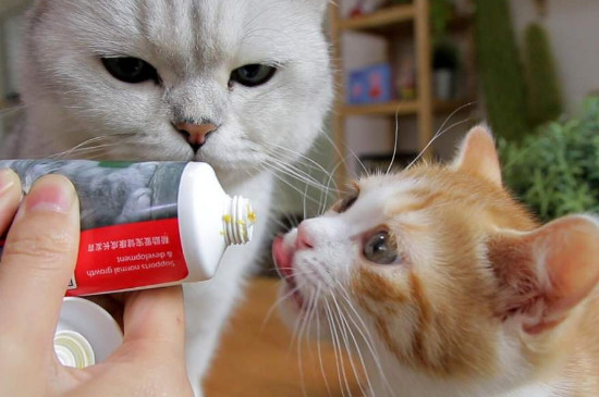 猫咕咕叫什么意思