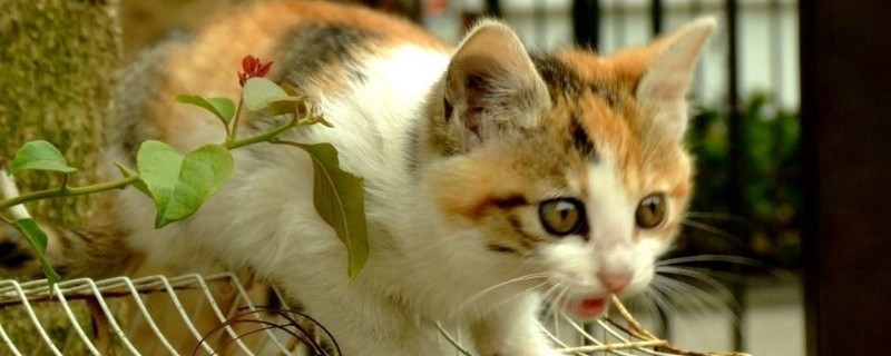 一个月猫咪吃什么