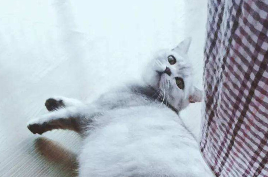 猫咪几个月发情，小猫多大会进入发情期