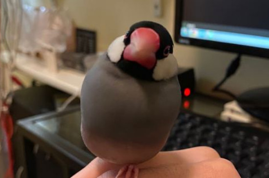 养鸟怎么处理鸟拉屎