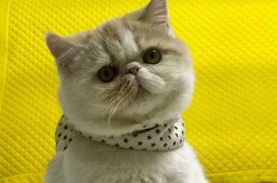 猫一只眼睛流泪怎么办