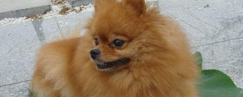 狗狗发烧症状