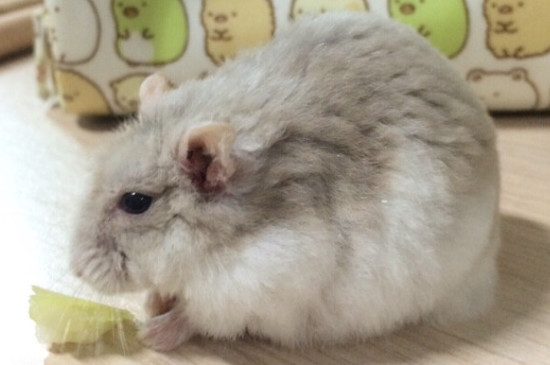 花枝鼠是老鼠吗