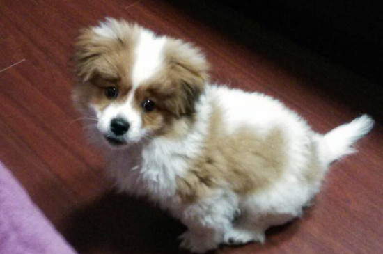 成犬每年都要打疫苗吗