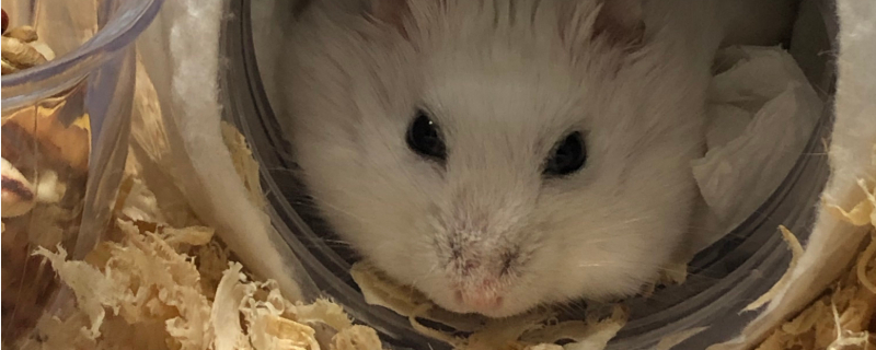 仓鼠冻死了如何抢救